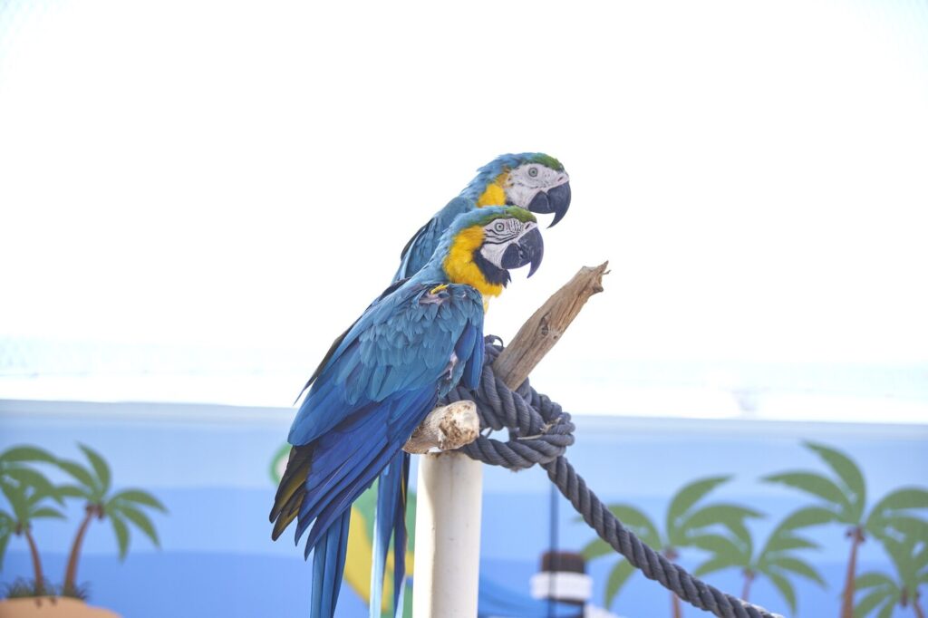Hyacinth Macaws